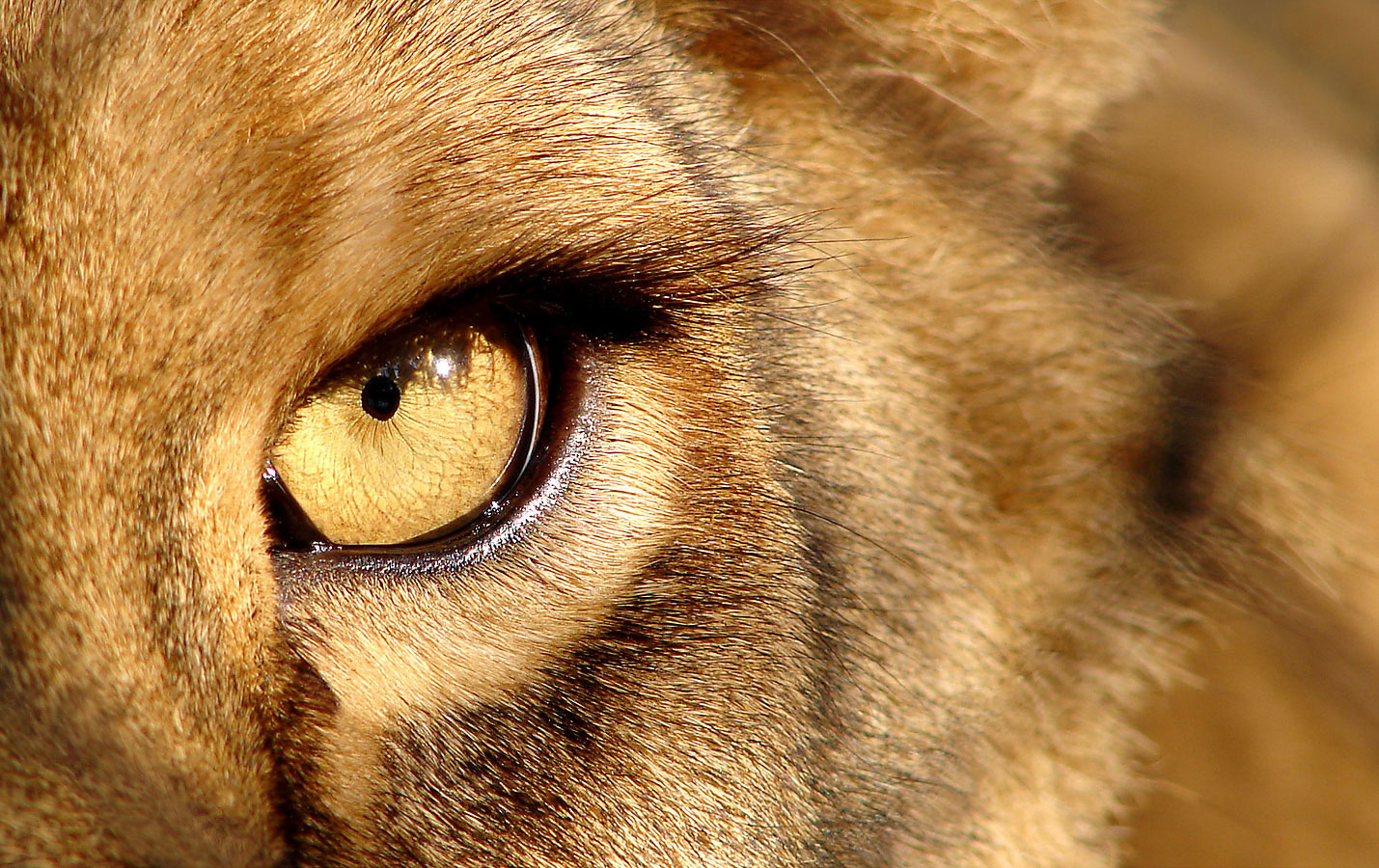 lion-eye.jpg